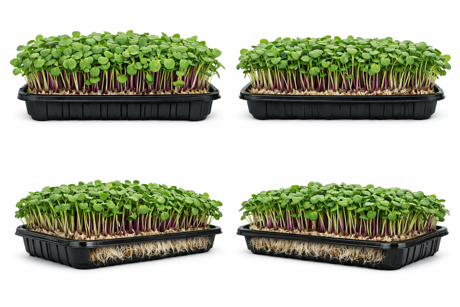 Live microgreens tray — roots visible